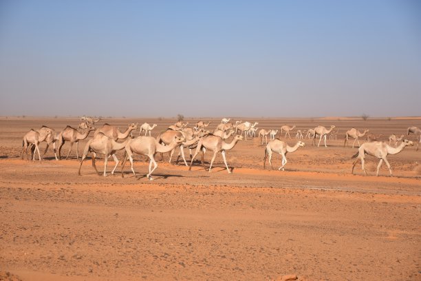 苏丹撒哈拉沙漠中的骆驼图片下载