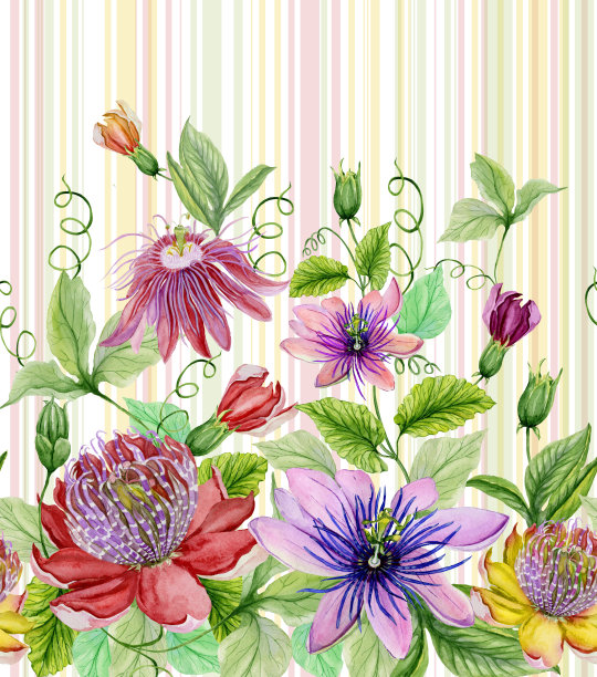 美丽的西番莲与绿色的叶子在柔和的条纹背景。无缝的花卉图案。水彩画。手绘插图。F图片下载