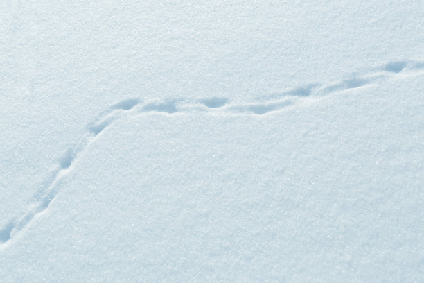 雪地上有小动物的脚印图片下载