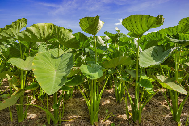 越南同塔省，天南星科图片下载