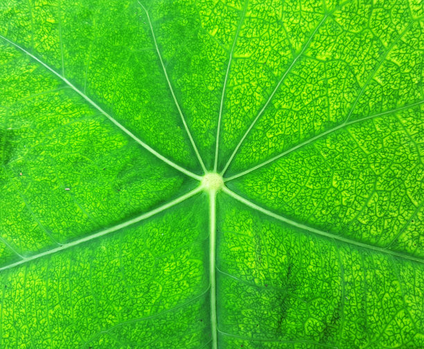 闭合绿叶纹理图片下载