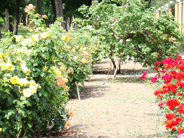 玫瑰花园。公园里五颜六色的大玫瑰花园。图片下载