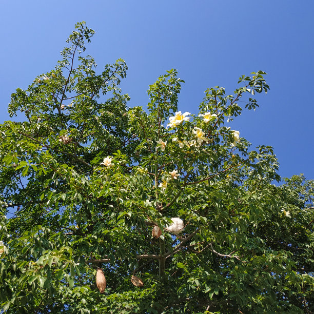 猴面包树开花的树枝图片下载