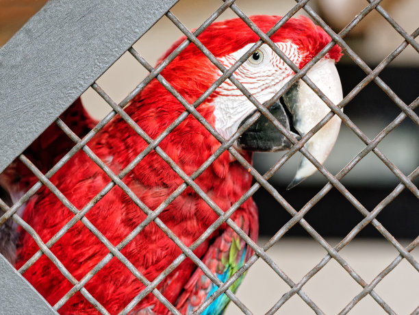 猩红色鹦鹉笼图片下载