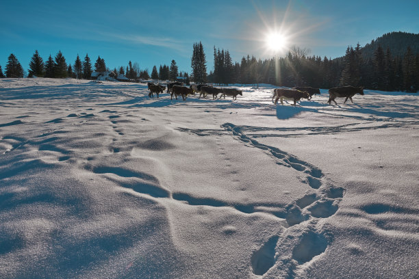 冬季的动物图片下载