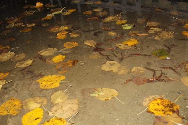 秋天的象征图片下载