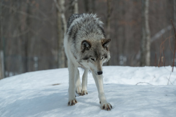 魁北克的狼群图片下载