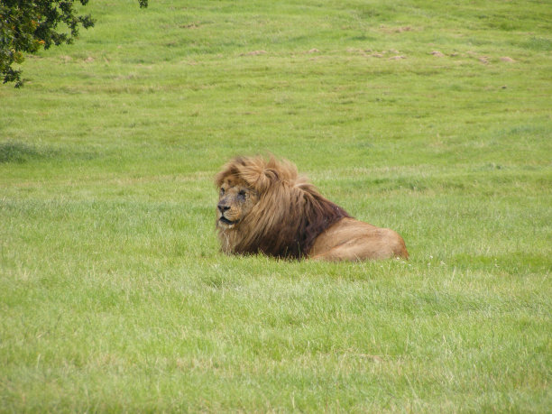 狮子躺图片下载