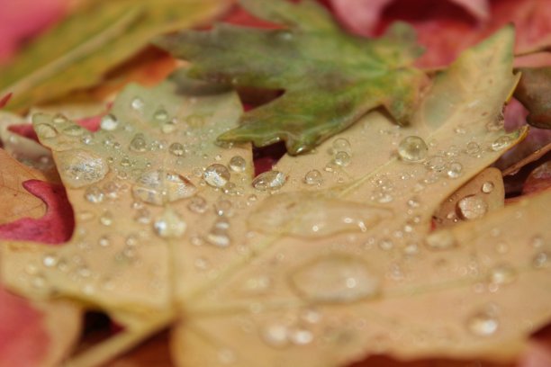 露水覆盖的秋叶落在地上的透视图片下载