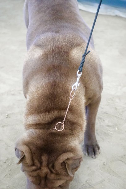 沙皮狗脸上有皱纹图片下载