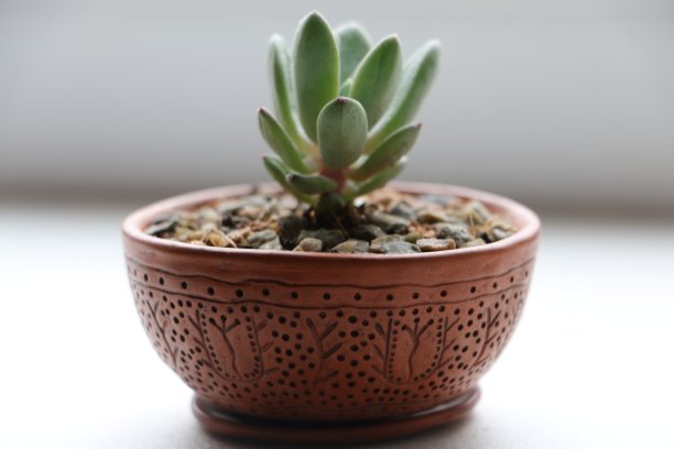 花盆里的花图片下载