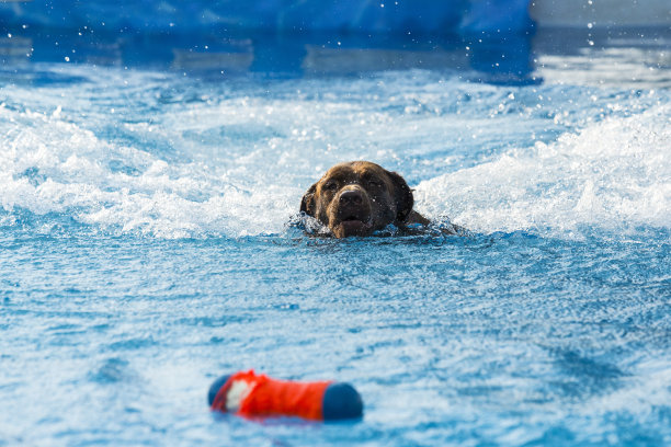 狗捡起一个玩具，在游泳池玩水花挑战图片下载