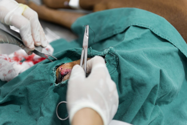 昏迷的狗在床上兽医手术和缝合。图片下载