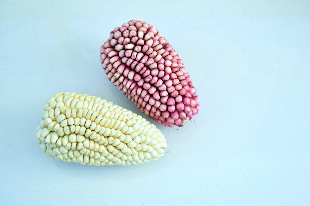 甜玉米的组成图片下载