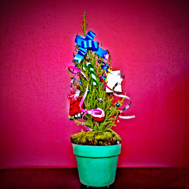 小盆栽圣诞树图片下载