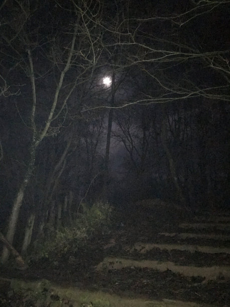 月光透过冬树图片下载