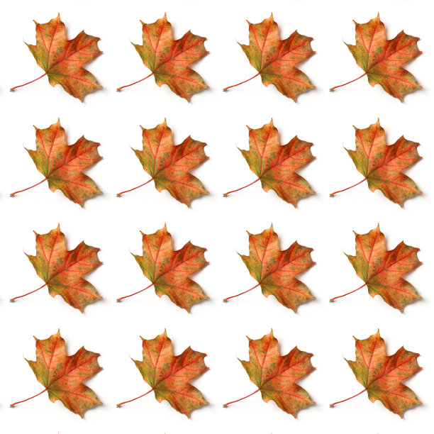 白色背景上的枫叶秋叶图片下载