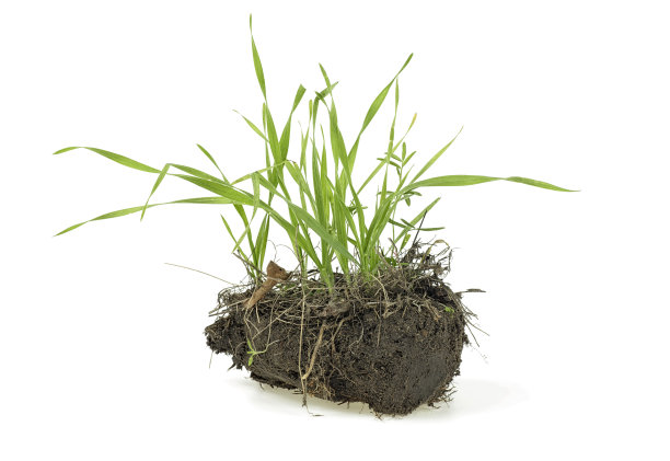 草，土壤和草孤立在白色的背景。园艺。图片下载