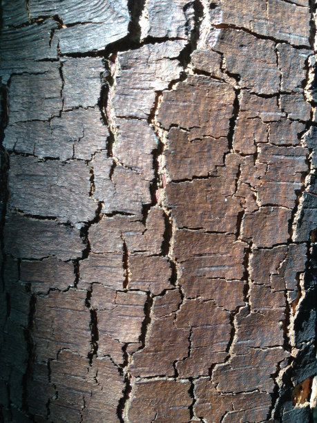 公园里裂开的树皮图片下载