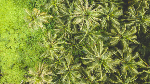 棕榈树图片下载