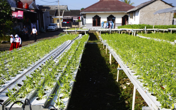 农业综合企业水培图片下载