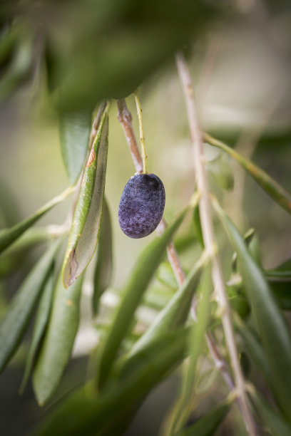 橄榄在叶子中间图片下载