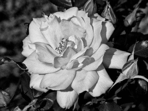黑白色工艺的玫瑰成熟花图片下载