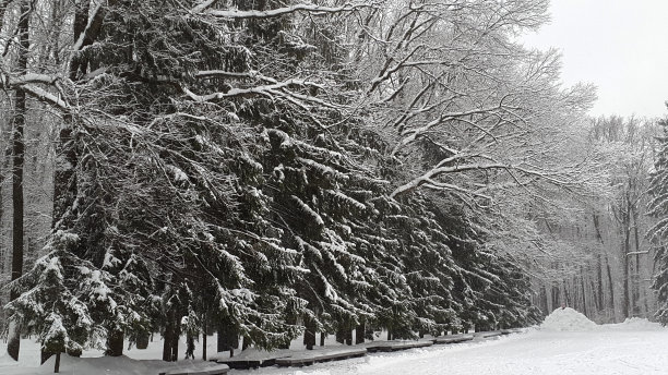 哈尔科夫公园树上的白雪——冬天图片下载