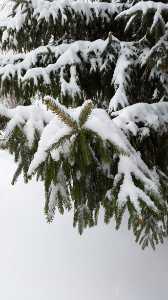 冷杉的树枝上爬满了雪图片下载