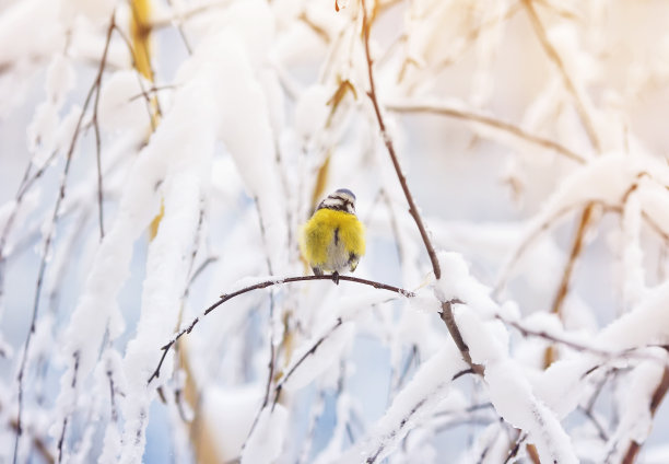 可爱的蓝山雀坐在冬天的圣诞森林里，在白雪覆盖的树枝间图片下载