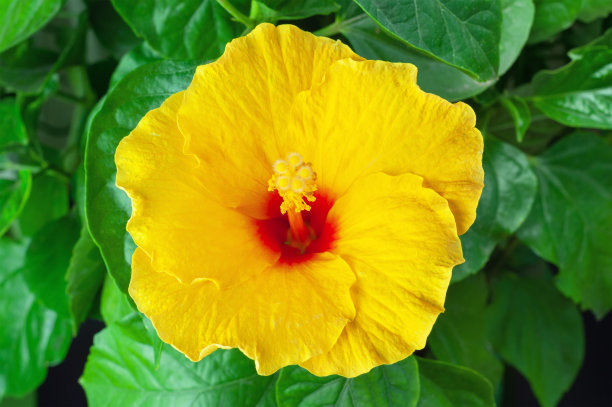 黄色木槿特写俯视图图片下载