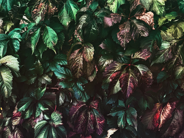 秋天的常春藤特写照片图案图片下载