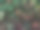 秋天的常春藤特写照片图案图片下载