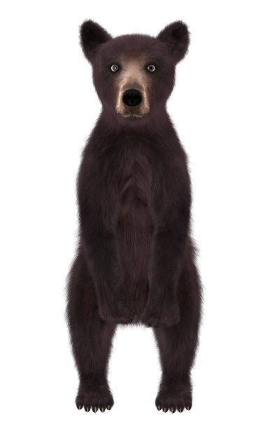 黑熊幼崽孤立的白色背景3d插图图片下载