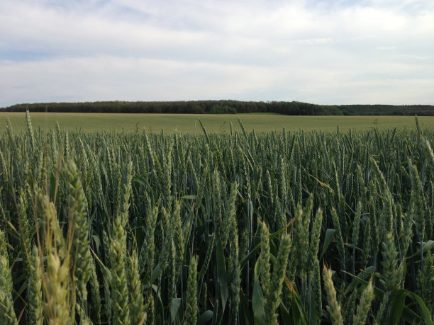 麦田图片下载