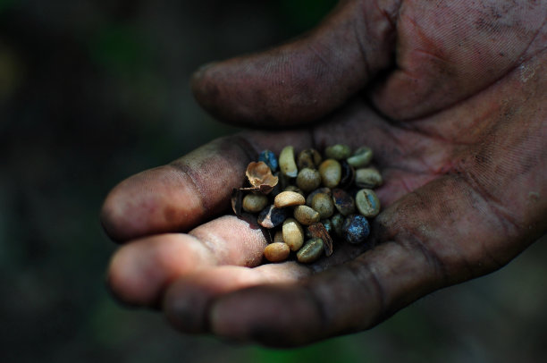 卡菲博宁图片下载