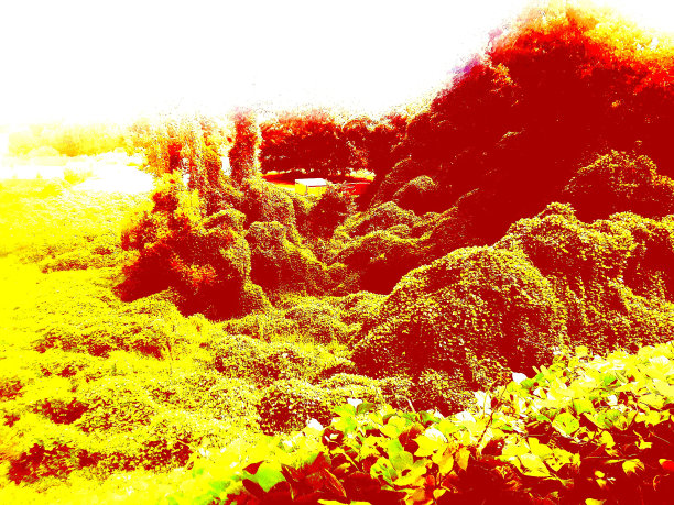 红森林图片下载