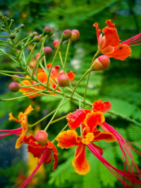 火树的花图片下载