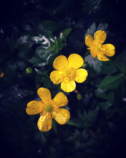 海洋和海鸥图片下载