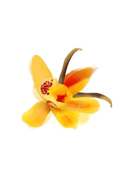 香草水彩在白色的背景图片下载