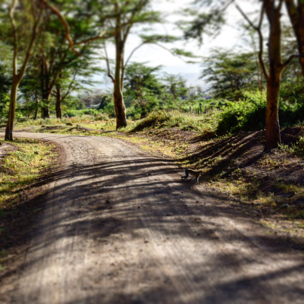 森林中的非洲之路图片下载