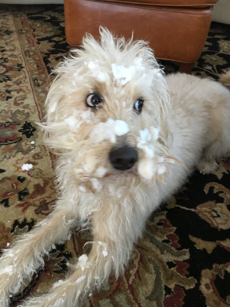 狗有一张雪白的脸图片下载