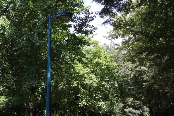 公园里的蓝色路灯图片下载