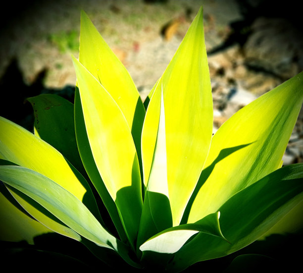 植物黄叶特写图片下载