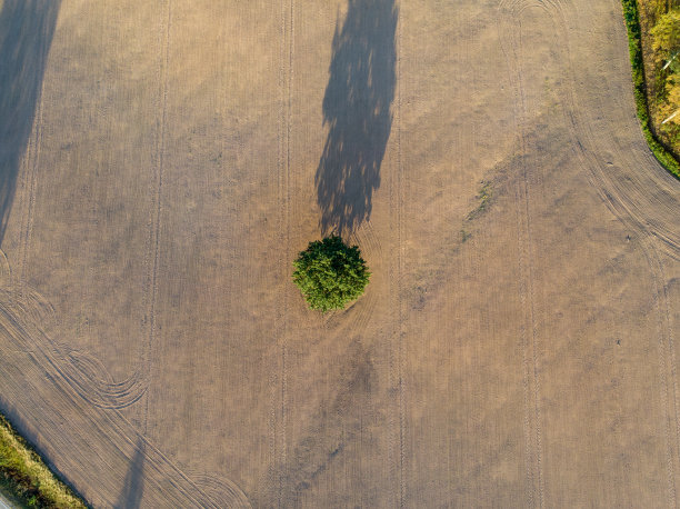 孤独的树图片下载