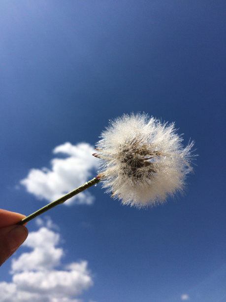 蒲公英飞翔图片下载