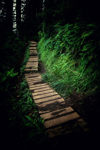幽暗幽暗的森林小径图片下载