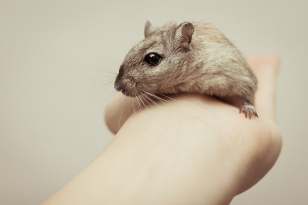 有趣的爱沙鼠图片下载