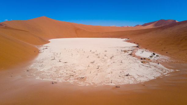 纳米布沙漠的枯谷树图片下载