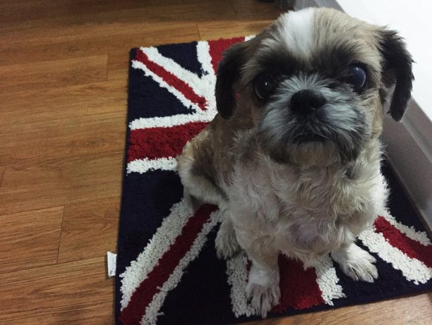 可爱的小狗看着垫子图片下载